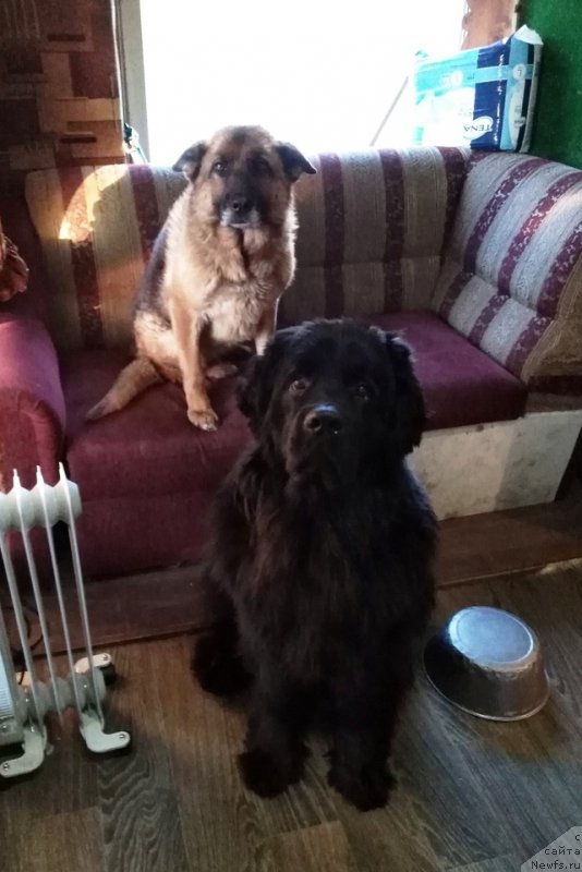 Фото: ньюфаундленд Черная Мафия Витамин фор Хаппу Лифе (Chernaya Mafia Vitamin For Happy Life)