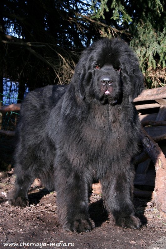 Фото: ньюфаундленд Черная Мафия Баск То Тхе Футуре (Chernaya Mafia Back To The Future)