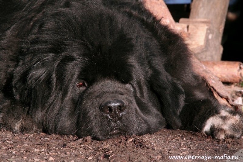 Фото: ньюфаундленд Бегущая по Волнам Роуал Флаш (Beguschaya po Volnam Royal Flash)