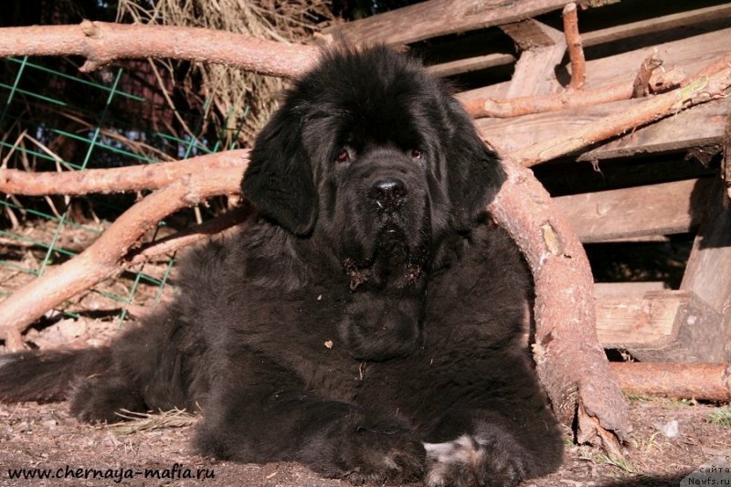 Фото: ньюфаундленд Бегущая по Волнам Роуал Флаш (Beguschaya po Volnam Royal Flash)