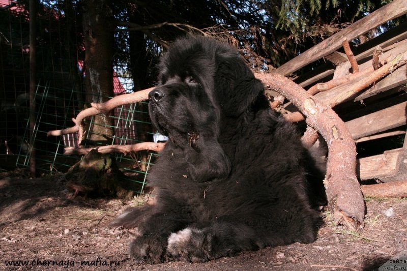 Фото: ньюфаундленд Бегущая по Волнам Роуал Флаш (Beguschaya po Volnam Royal Flash)