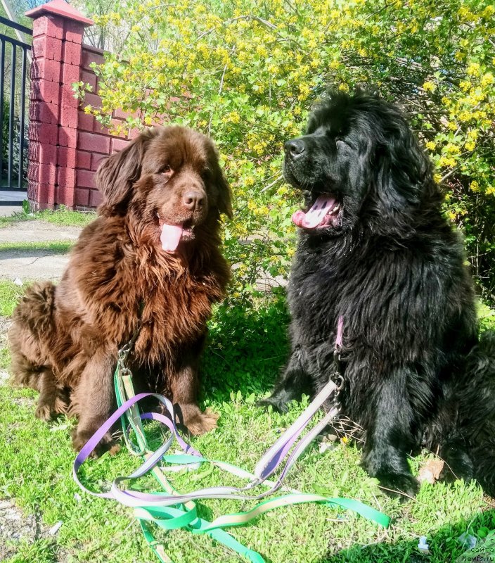 Фотография № 242277