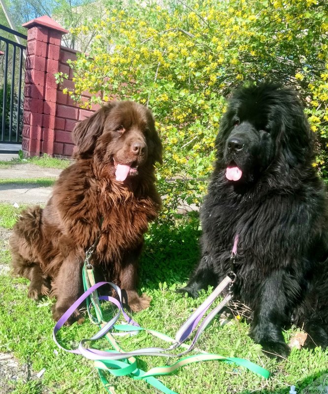 Фото: ньюфаундленд Альфа Дар Окса Верка Сердючка