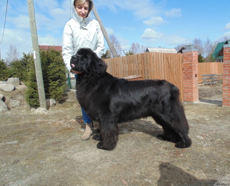 Фото: ньюфаундленд Дар Свезы Доминик Дот Ком (Dar Svezy Dominik Dot Com)