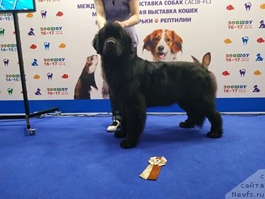 Фото: ньюфаундленд Енигматик Кингд Дансе Витх Юоу (Enigmatic Kingd Dance With You)