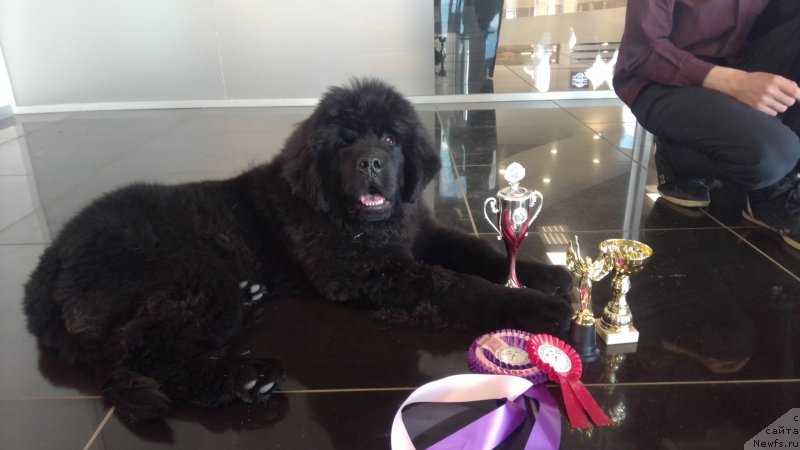Фото: ньюфаундленд Океан Мечты Амбассадор (Okean Mechty Ambassador)