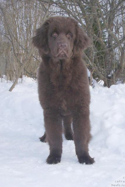 Фото: ньюфаундленд Красота Чистого Золота