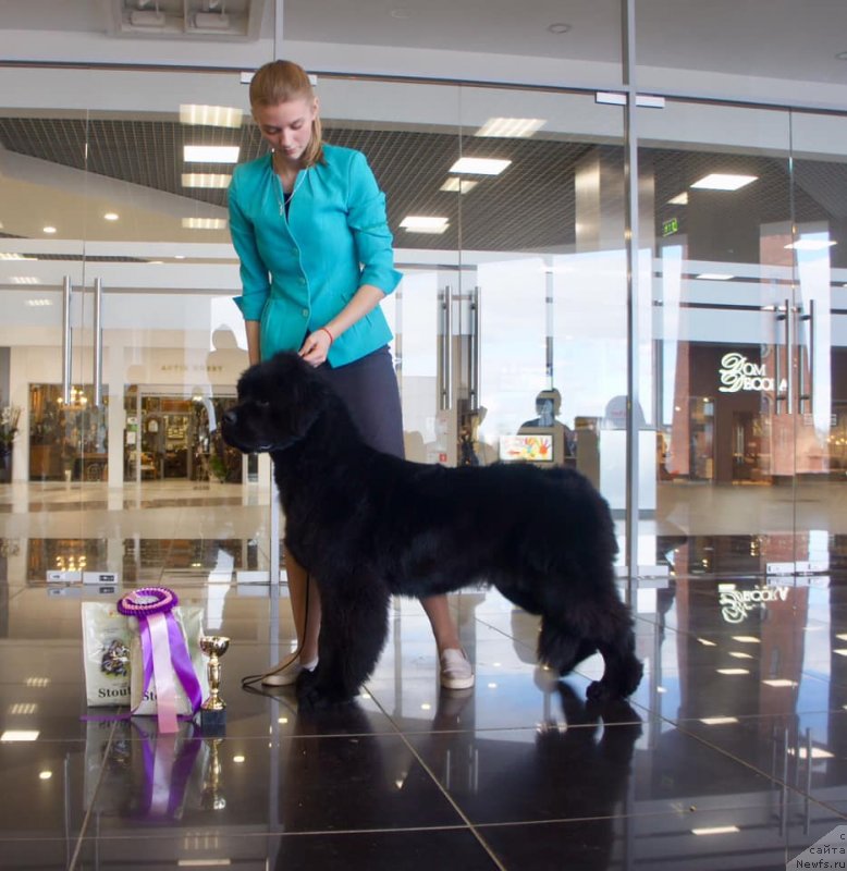 Фото: ньюфаундленд Смигар Глейд Спринг (Smigar Glade Spring)