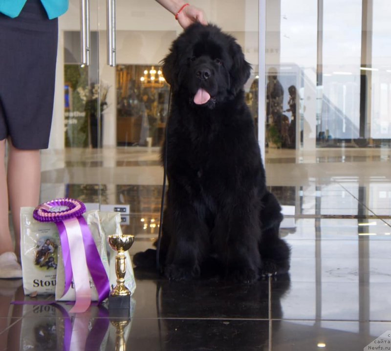 Фото: ньюфаундленд Смигар Глейд Спринг (Smigar Glade Spring)