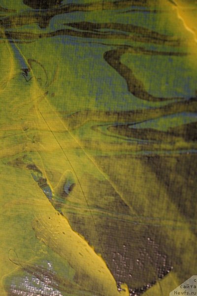 Фотография № 242297