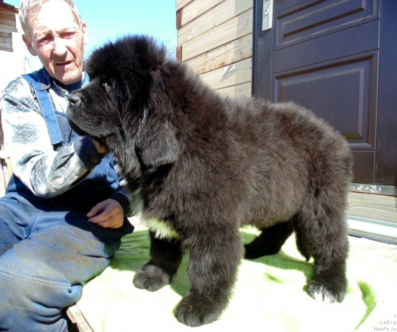 Фото: ньюфаундленд Зена от Карельских Медведей