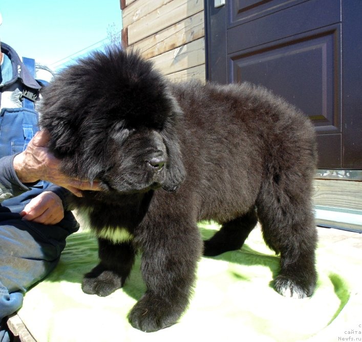 Фото: ньюфаундленд Зена от Карельских Медведей