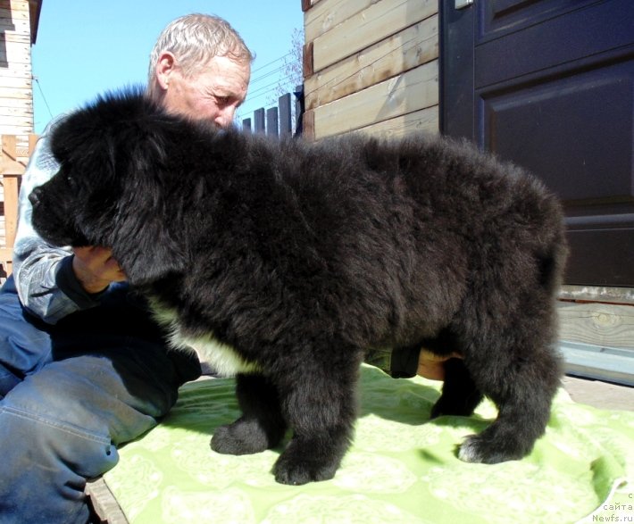 Фото: ньюфаундленд Зена от Карельских Медведей