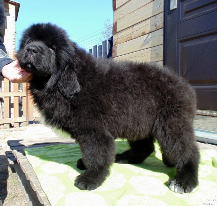 Фото: ньюфаундленд Зена от Карельских Медведей