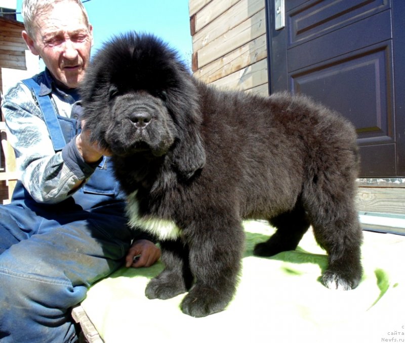 Фото: ньюфаундленд Зена от Карельских Медведей