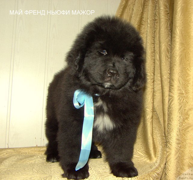 Фото: ньюфаундленд Май Френд Ньюфи Лавендэ Палм (May Frend Newfy Lavender Palm)