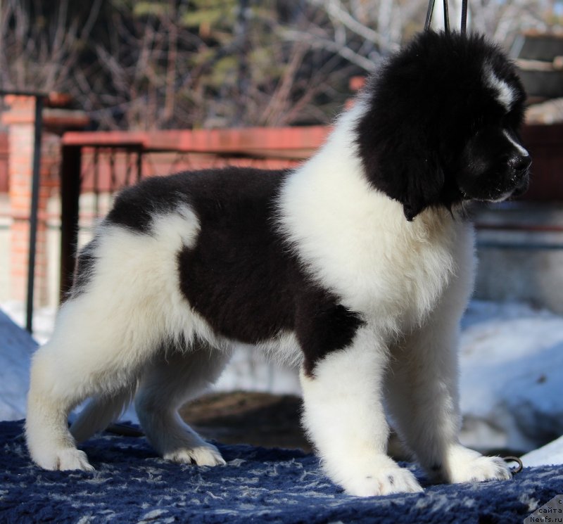 Фото: 2 месяца