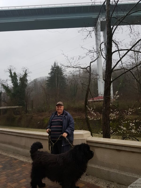 Фото: ньюфаундленд Стинг Вандерфул Синди