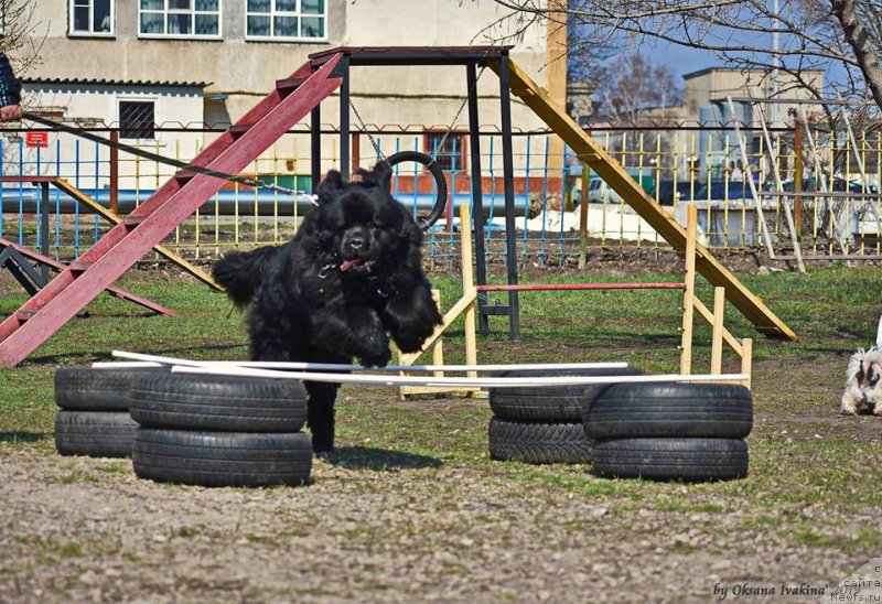 Фотография № 242334