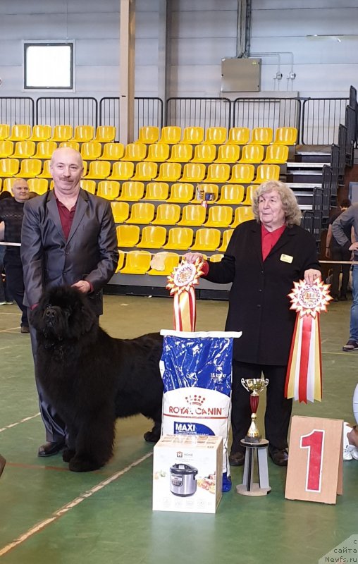 Фото: ньюфаундленд Сент Джонс Эксклюзив (Sent Djons Exclusive)