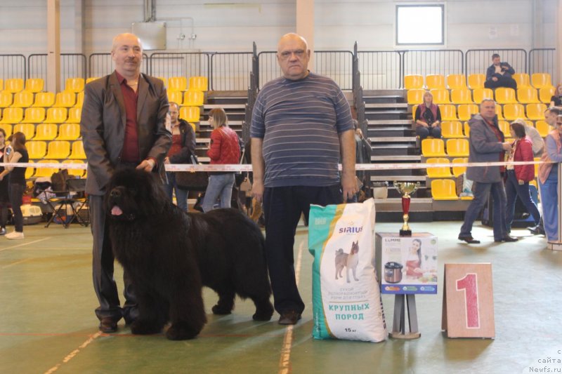 Фото: ньюфаундленд Сент Джонс Эксклюзив (Sent Djons Exclusive), Алексей Вотчал