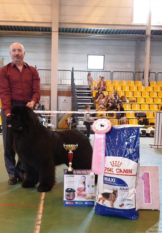 Фото: ньюфаундленд Сент Джонс Эксклюзив (Sent Djons Exclusive)