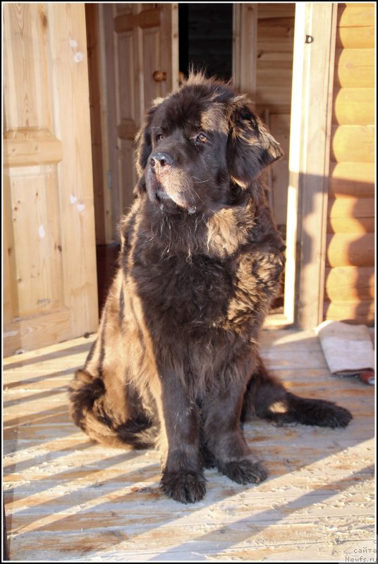 Фото: ньюфаундленд Хозяйка Дома с Берега Дона (Hozjajka Doma s Berega Dona)