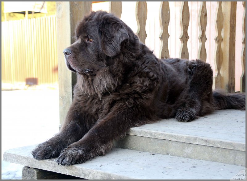Фото: ньюфаундленд Хозяйка Дома с Берега Дона (Hozjajka Doma s Berega Dona)
