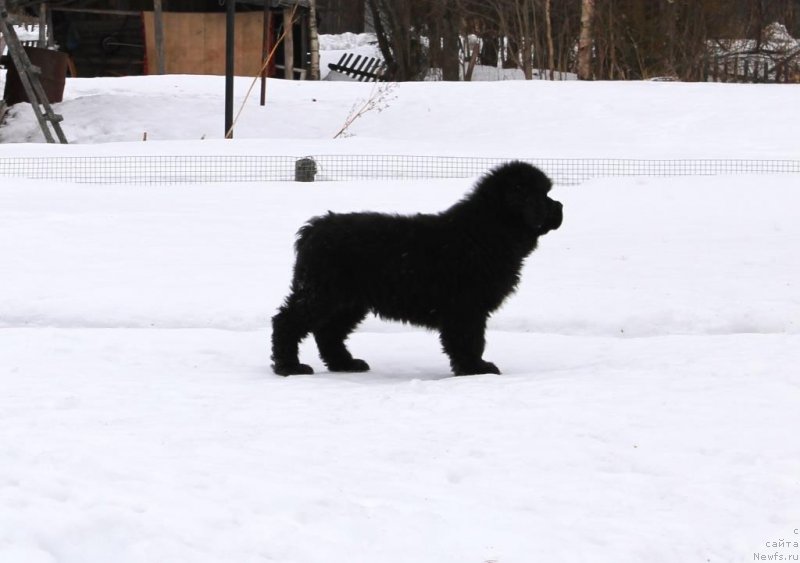 Фото: ньюфаундленд Зевс от Карельских Медведей