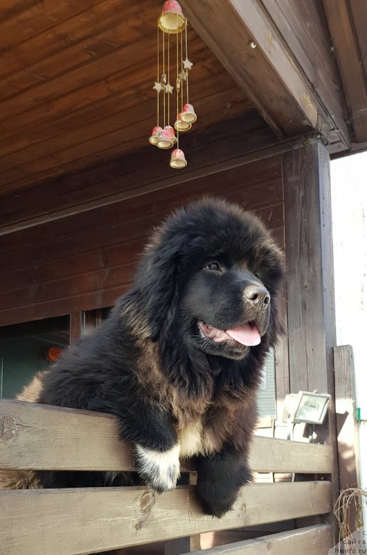 Фотография № 242351