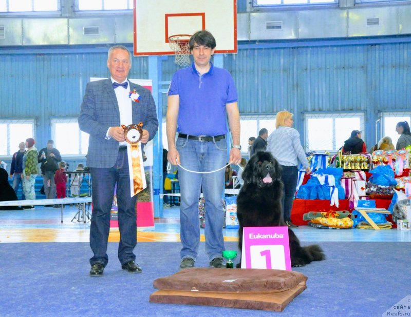 Фото: ньюфаундленд Цинтия из Племени Кедра