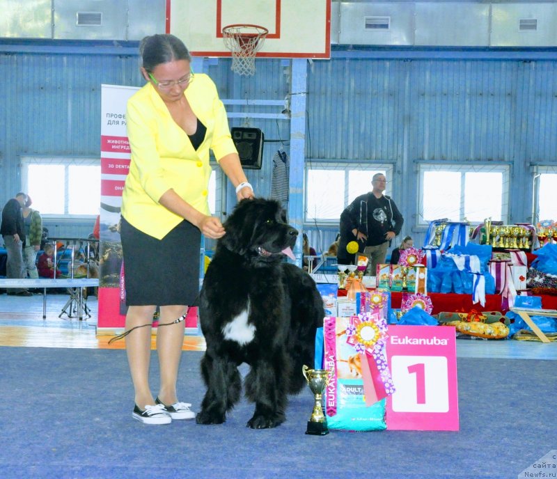 Фото: Ксения Наумова, ньюфаундленд Владыка Гор Априори Астера (Vladyka Gor Apriori Astera)