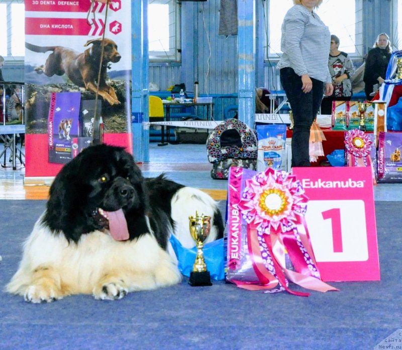 Фото: ньюфаундленд Жофрей де Пейрак Мечта Женщин