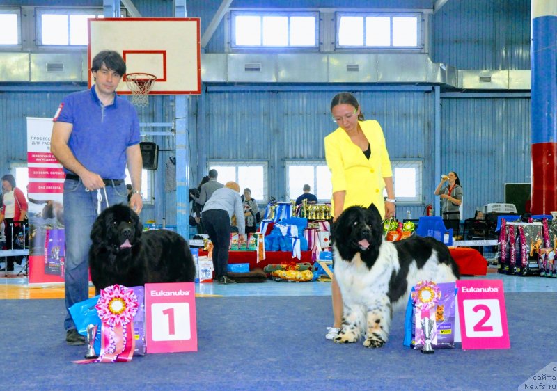 Фото: ньюфаундленд Цинтия из Племени Кедра, ньюфаундленд Флюфи Аваланч Цивилизация (Fluffy Avalanche Civilization)