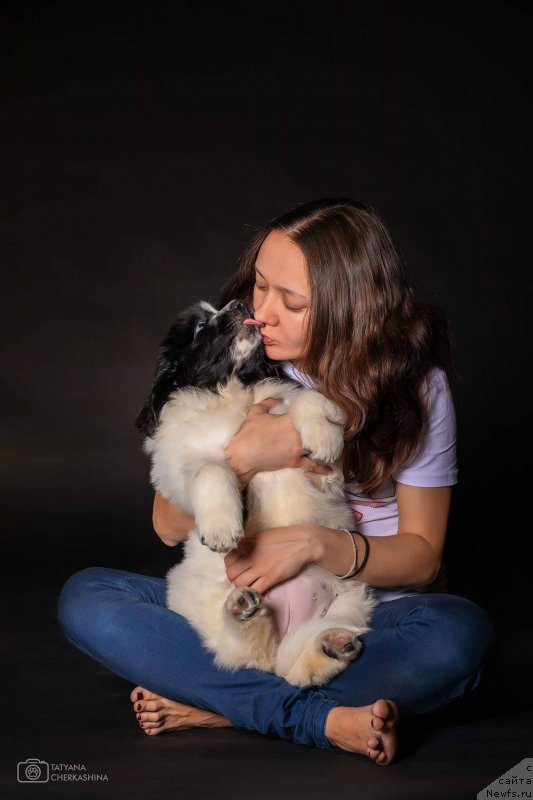 Фото: Ксения Наумова, ньюфаундленд Владыка Гор Ист-Феррис Кристал Хэд Аврора (Vladyka Gor Ist-Ferris Kristal Khed Avrora)