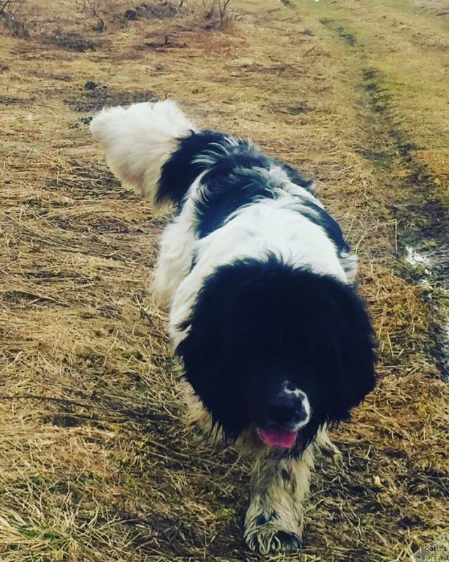 Фото: ньюфаундленд Баренц от Карельских Медведей