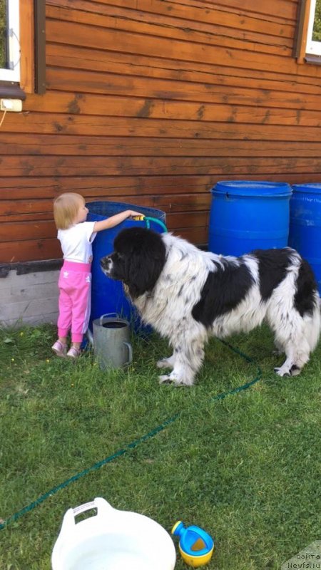 Фото: ньюфаундленд Баренц от Карельских Медведей