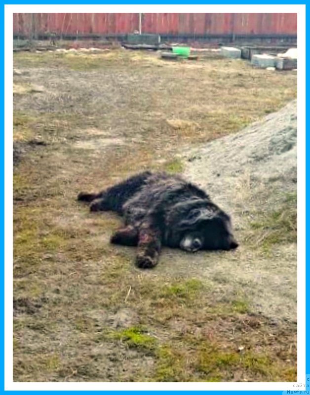 Фотография № 242368