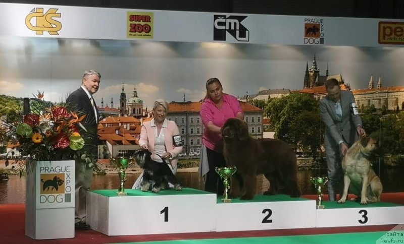 Фото: ньюфаундленд Ньюфорт Овейшен Голди Кнайт