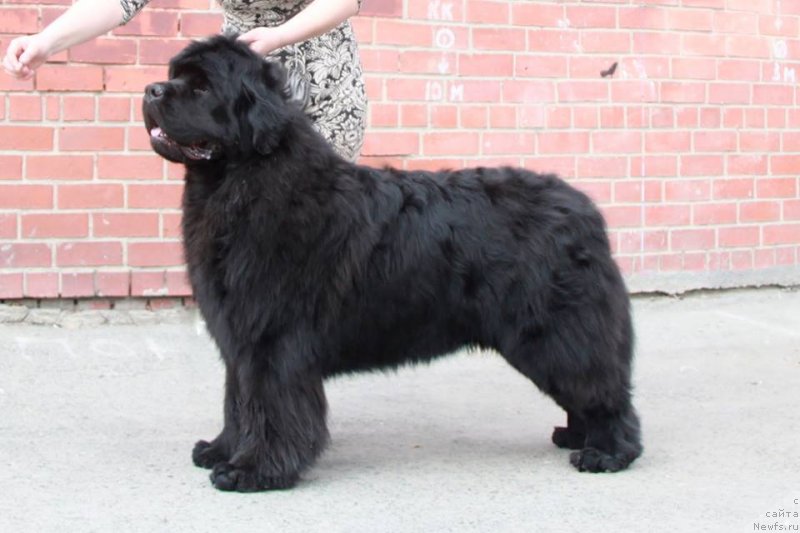 Фото: ньюфаундленд Ньюфорт Наследный Принц (Njufort Nasledniy Prints)