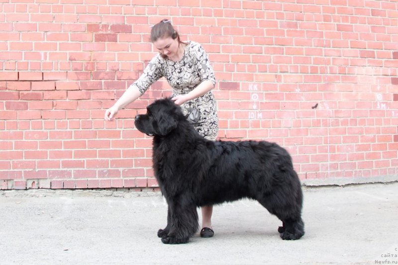 Фото: ньюфаундленд Ньюфорт Наследный Принц (Njufort Nasledniy Prints)