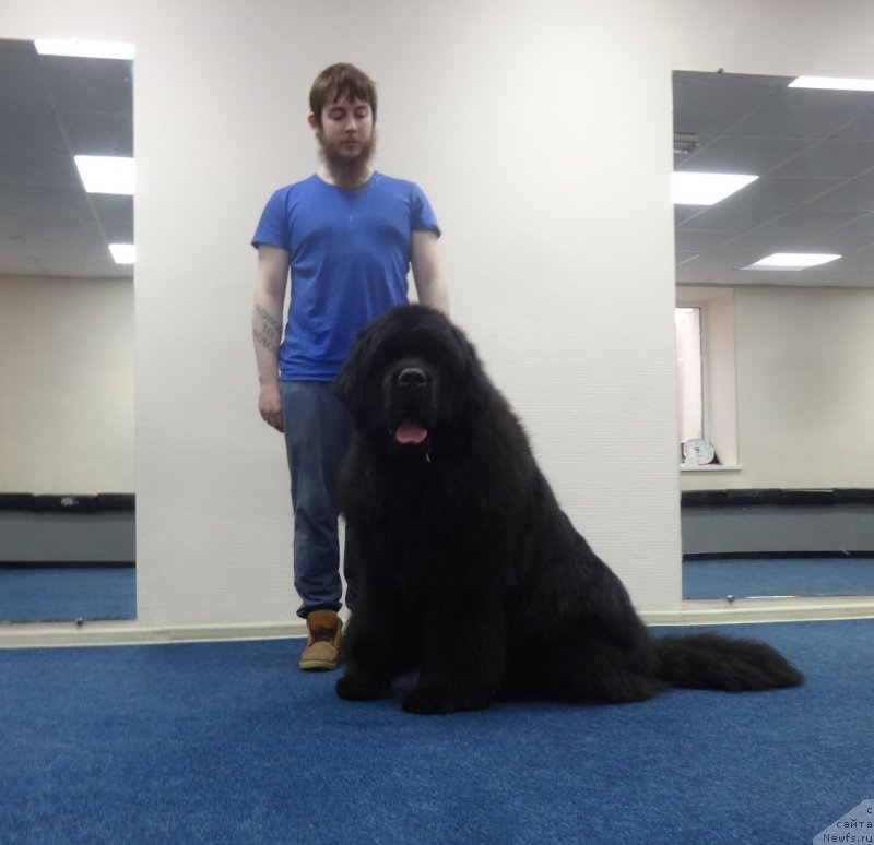 Фото: ньюфаундленд Ньюфорт Наследный Принц (Njufort Nasledniy Prints)