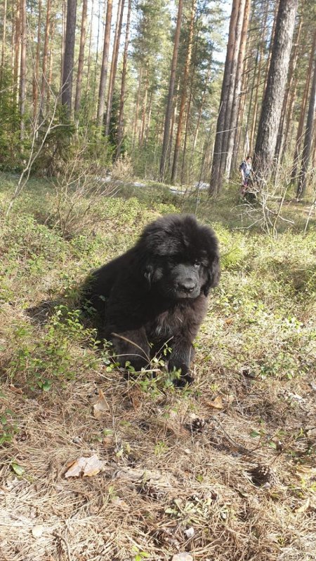 Фото: Щенок, ньюфаундленд Нежная Карамелька Фиона (Nezhnaya Karamelka Fiona)