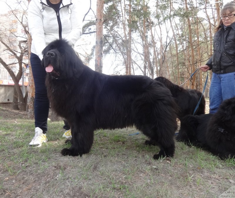 Фото: ньюфаундленд Ньюфорт Карамель для Стражей Татарстана (Njufort Karamel Dlya Strazhey Tatarstana)