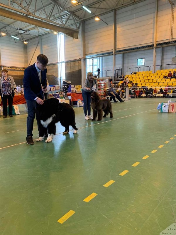 Фото: ньюфаундленд Ньюфорт Пацифик