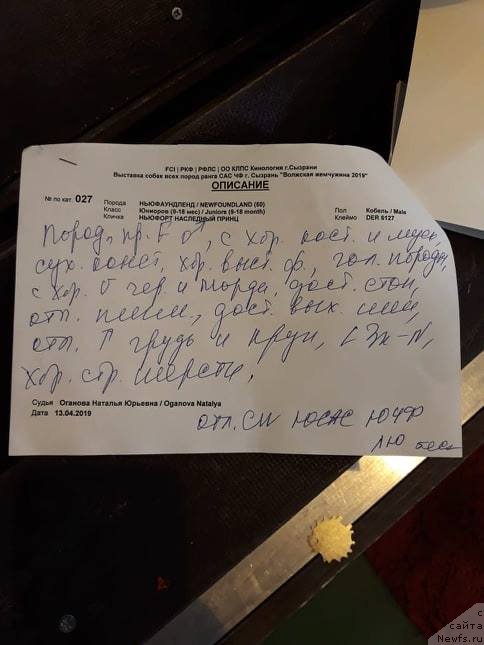 Фото: ньюфаундленд Ньюфорт Наследный Принц (Njufort Nasledniy Prints)