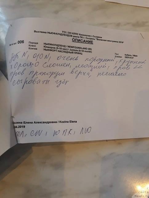 Фото: ньюфаундленд Ньюфорт Наследный Принц (Njufort Nasledniy Prints)