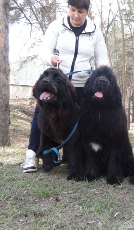 Фото: ньюфаундленд Ньюфорт Плейона Голд Нуар, ньюфаундленд Ньюфорт Карамель для Стражей Татарстана (Njufort Karamel Dlya Strazhey Tatarstana)