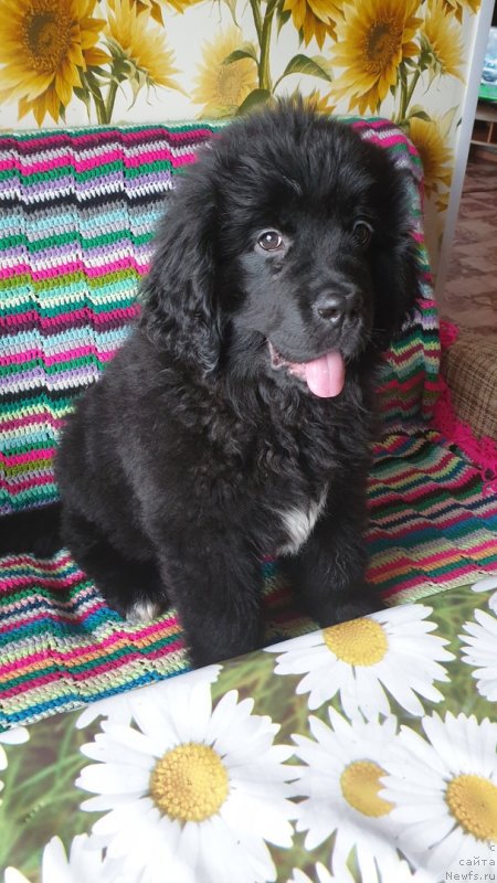 Фото: ньюфаундленд Зара от Карельских Медведей