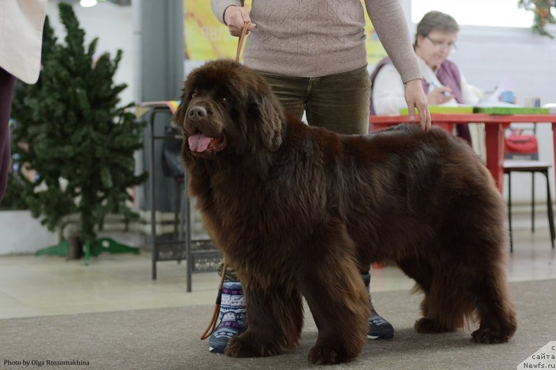 Фото: ньюфаундленд Ньюфорт Вивиан